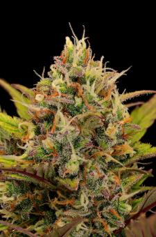 Black Rainbow Auto - картинка 3