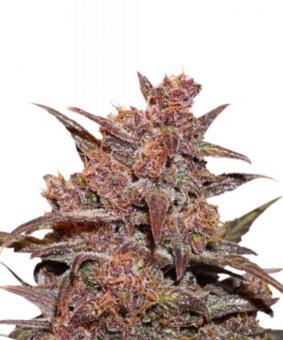 CBD Auto Blackberry Kush - картинка 1