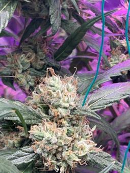 Washing Machine - картинка 4