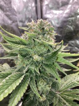 Jack Herer - картинка 2