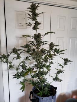Total Cheese Auto (aka Super Cheese Auto) - картинка 8