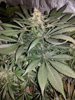 G14 Auto - картинка 2