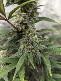 Biscotti Autoflowering - картинка 2