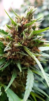 Shaman - картинка 6