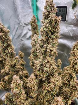 Amnesia Haze Auto - картинка 5