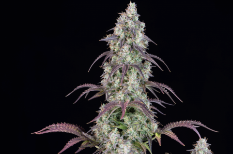 Lemon Pie Auto - картинка 6