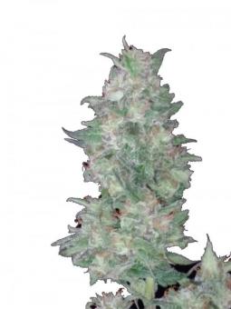 Rucu Cucu OG Auto - картинка 3