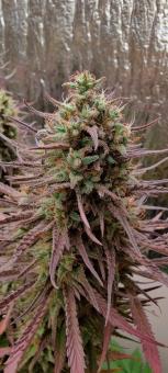 Morpheus - картинка 2