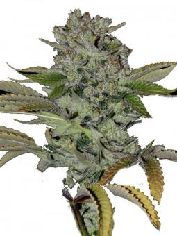 Jack Herer Auto - картинка 1