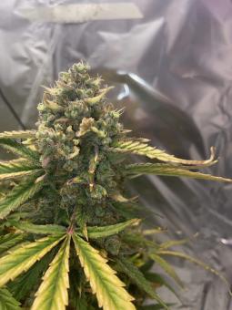 Auto Wembley - картинка 5