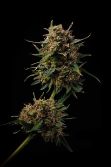 Terp & Tonic Auto - картинка 4