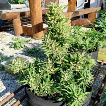 Auto Galaxy - картинка 3