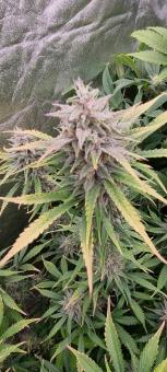 Auto Muffin genetics - картинка 2