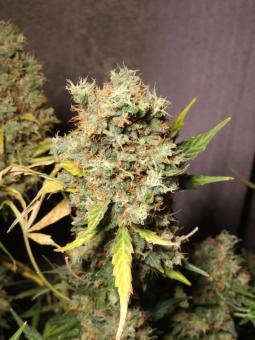 Purple OG Punch - картинка 6