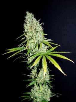 Buddha Amnesia - картинка 3