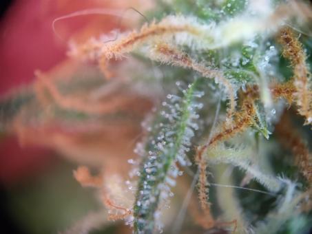 Critical Neville Haze Auto  - картинка 7