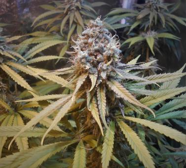 Amnesia Gold - картинка 2