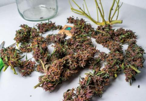 Buddha Purple Kush Auto - картинка 2