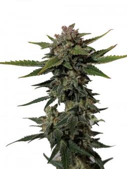 Trainwreck Auto - картинка 9