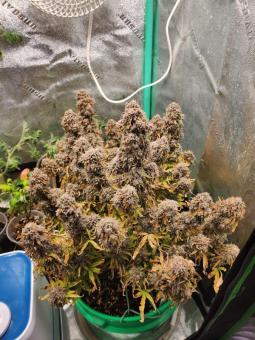 Amnesia Haze Auto - картинка 3