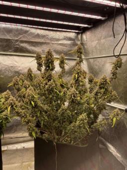 Forbidden Runtz Auto - картинка 4