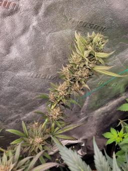 Ice Cream - картинка 2