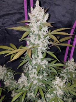 Girl Scout Cookies Auto - картинка 2