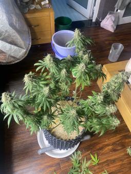 Holy Snow - картинка 3