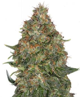 Pineapple Express auto - картинка 1