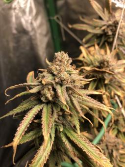 Wendy - картинка 5