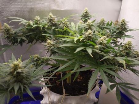 Prima Hollandica - картинка 5