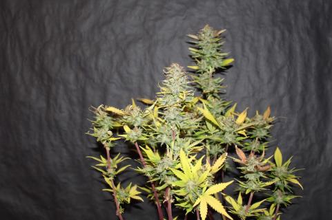 Sugar Black Rose Auto - картинка 3