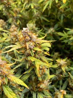 Big Bang - картинка 5