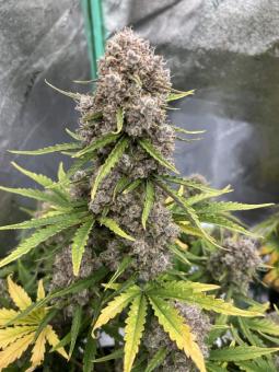 Stardawg Auto - картинка 5