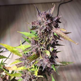 Crystal Meth Auto - картинка 3