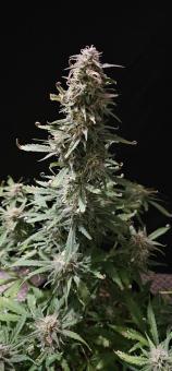 BubbleGum Auto - картинка 2