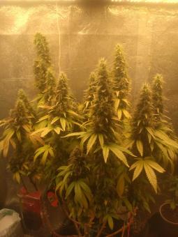 White Widow Auto - картинка 7