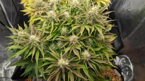 Auto Northern Lights - картинка 4