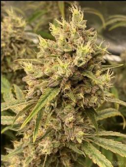 West Coast OG x Gelato Auto 41 - картинка 6