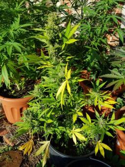 Kalashnikova Auto - картинка 3