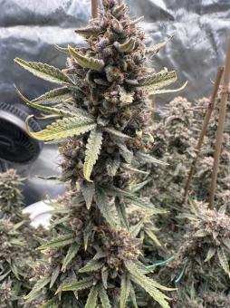 Lemon Pie Auto - картинка 2