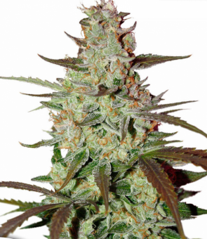 Blue Auto Mazar - картинка 1