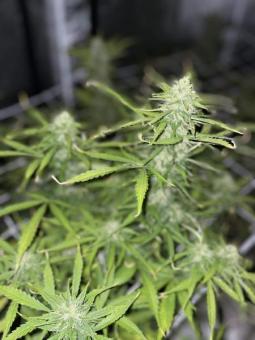 Northern Lights Auto - картинка 3