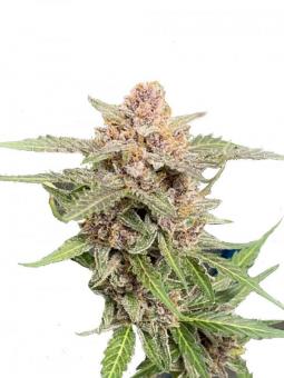 Green Crack Auto - картинка 8