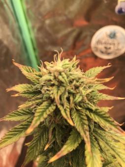 Apollo Black Cherry Auto - картинка 1