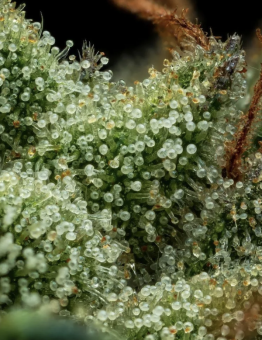 Slightly Stoopid Collie Man Kush - картинка 2