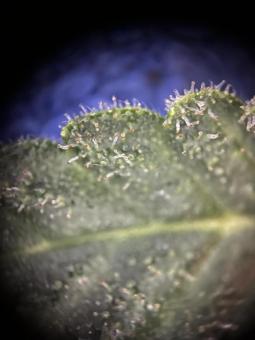 Ice Cream Haze - картинка 1