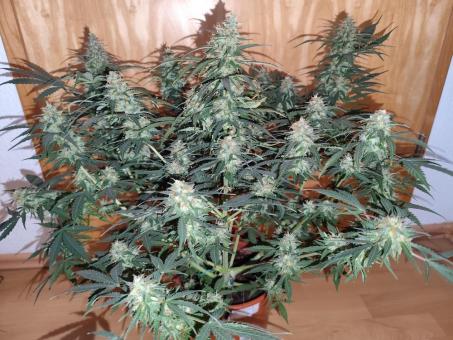 Critical Neville Haze Auto  - картинка 6