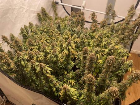 Californian Gold - картинка 8