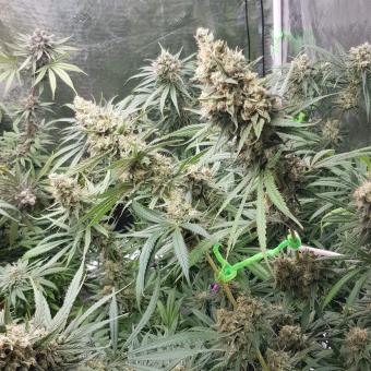 Banana Krumble - картинка 4